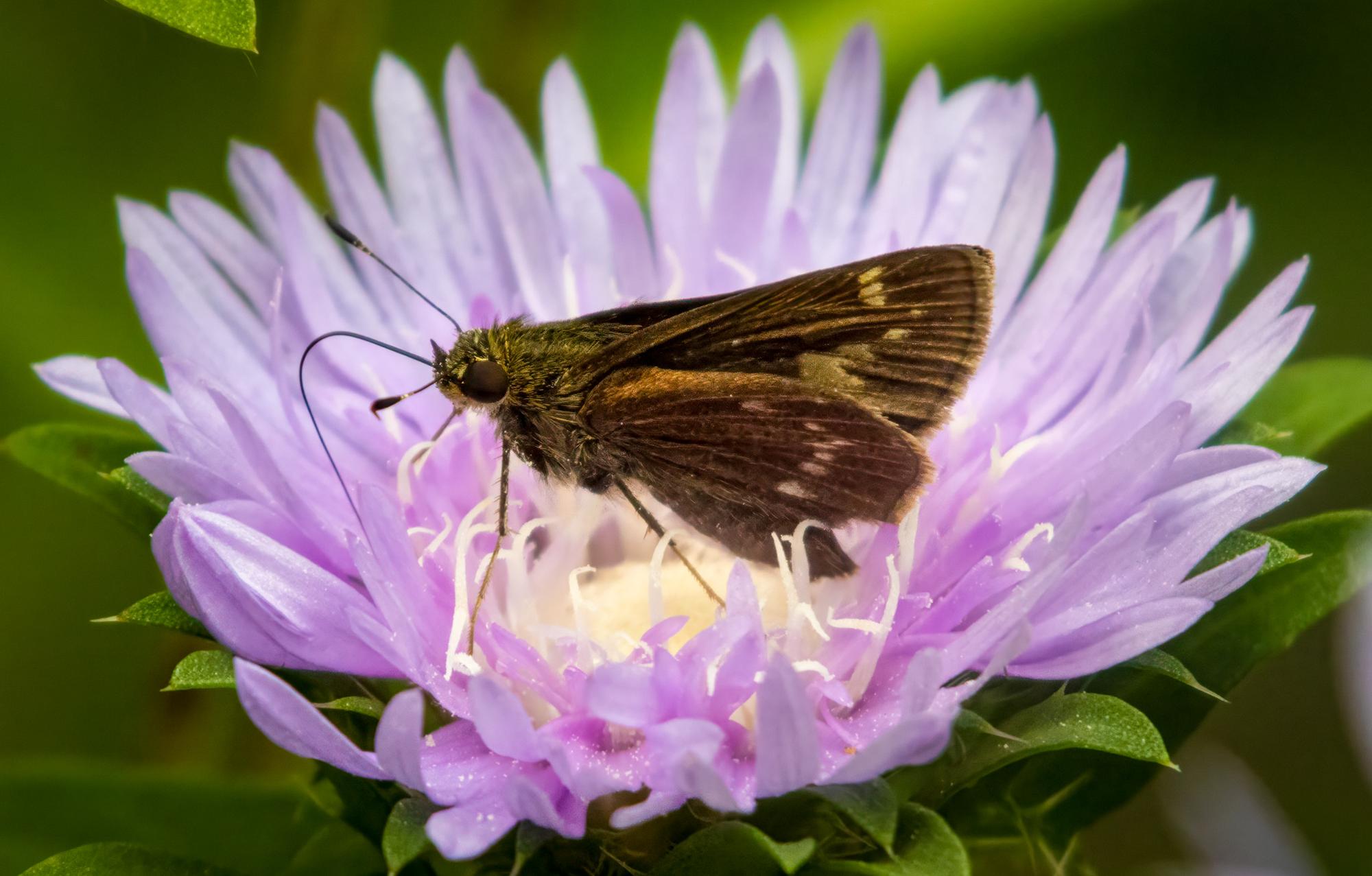 Butterfly on a Flower