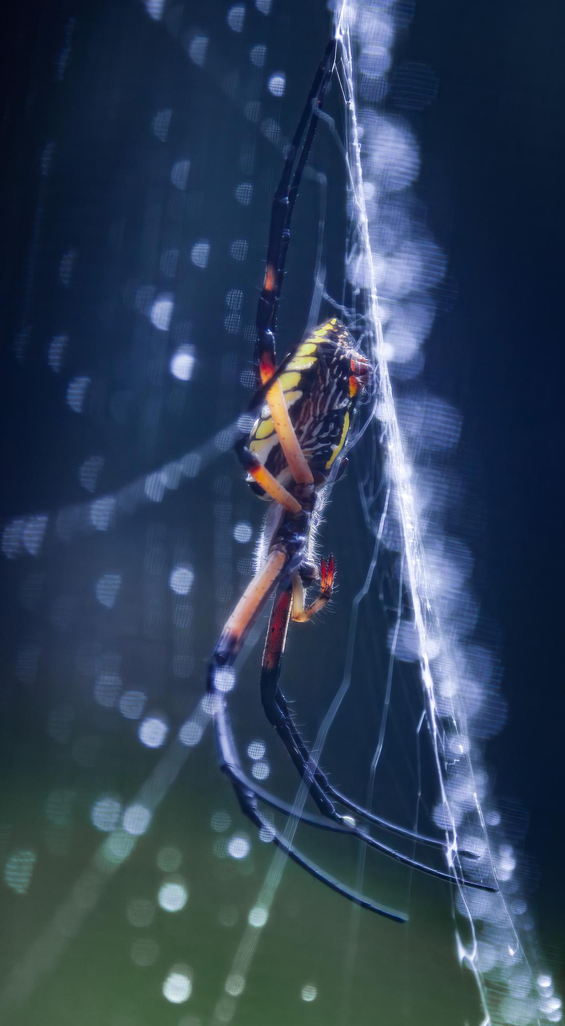 Orb Weaver on a Rainy Day