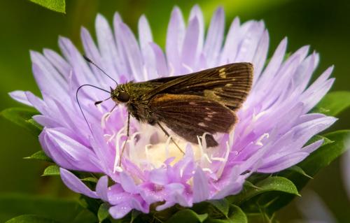 Butterfly on a Flower