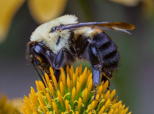Bee on a Cone Flower