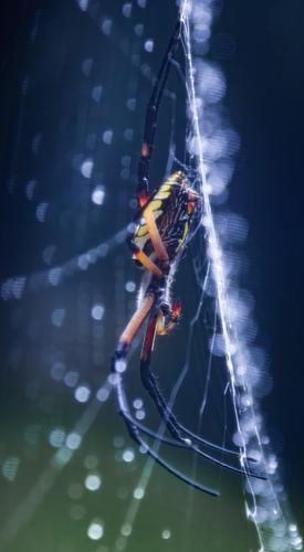 Orb Weaver on a Rainy Day